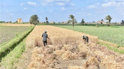 التموين: بدء توريد القمح المحلي رسميًا 15 أبريل بجميع المحافظات