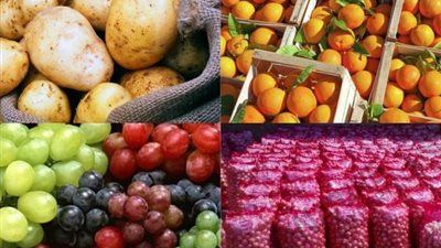 مصر تتربع على عرش إنتاج الموالح عالميا.. بيان من زراعة 