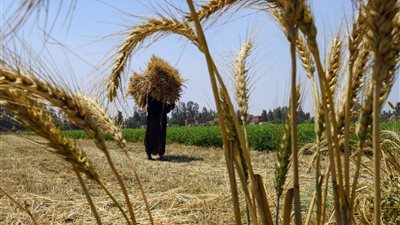 تموين الإسكندرية: استقبال أكثر من 3 آلاف طن من الأقماح المحلية