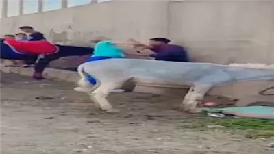 زوجها مصري.. من هي السائحة الهولندية بطلة فيديو ضرب السايس؟