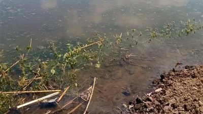 الري تعلق على غمر أراضٍ زراعية وتلف بعض المحاصيل