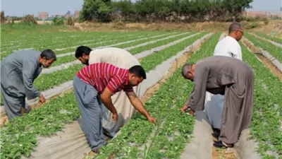 كل ما تريد معرفته عن خدمات كارت الفلاح.. اعرف الشروط وطرق التسجيل