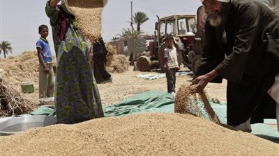 وزارة التموين : بدء موسم توريد القمح المحلي وتجهيز ‏‏420 نقطة تجميع