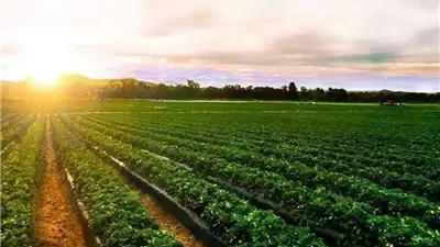 الفدان بـ63 ألف جنيه.. عبدالمحسن سلامة يعلن تفاصيل مشروع 