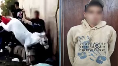 الداخلية تكشف ملابسات فيديو ضرب سائحة هولندية لشاب في الهرم