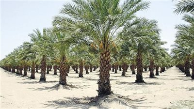 استوديو وهمي وشيوخ مزيفون.. حكاية سقوط عصابة 