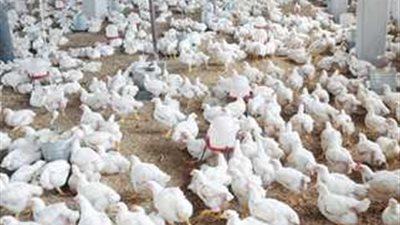 بسبب انخفاض أسعار البيض.. رئيس شعبة الدواجن يحذر من انسحاب صغار المنتجين