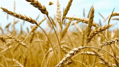 محافظ الشرقية: توريد أكثر من 179 ألف طن من القمح إلى مواقع التخزين