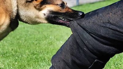 لمربي الكلاب والحيوانات الخطرة.. عقوبات تصل إلى 