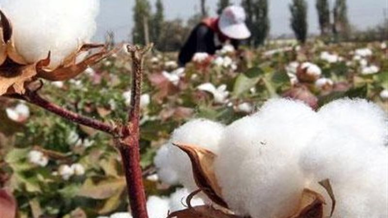 القطن