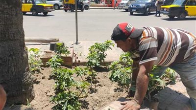 بورسعيد تزرع 1859 شجرة بونسيانا لإحياء التراث والهوية البيئية