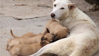 البيطريين عن انتسار الكلاب الضالة: تتكاثر بشكل مكثف وعددهم يقترب لـ 20 مليون 