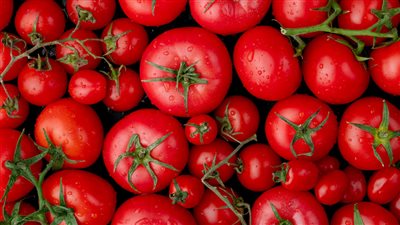 هل الطماطم تسبب حصوات الكلى؟.. إليك أهم النصائح