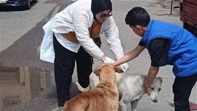 تحصين الكلاب الضالة بحي الضواحي.. قرار مفاجئ من “بيطري بورسعيد”