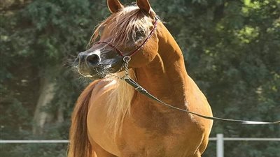 تفاصيل تطوير محطة 