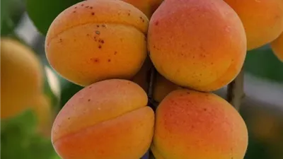 ماذا يحدث لجسمك عند تناول المشمش؟.. 9 فوائد صحية مدهشة