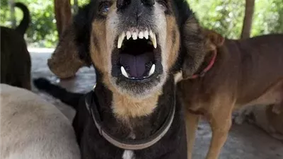 وزير الزراعة: قانون حظر الكلاب والحيوانات الخطرة سيتم تطبيقه بحزم