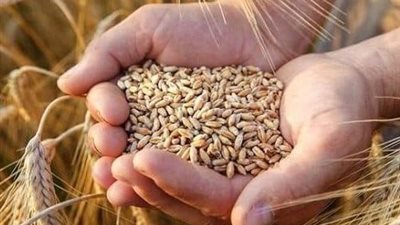 وزير التموين: عملية توريد القمح المحلي تسير بوتيرة مبشّرة