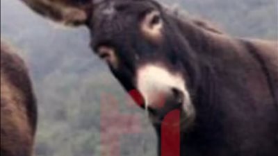 في اليوم العالمي للحمير: اختفاء 2 مليون حمار من مصر يثير القلق (فيديو)