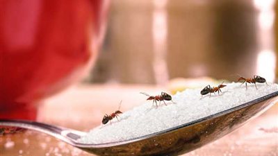 الزيوت العطرية والملح.. وصفات طبيعية للتخلص من النمل في الصيف