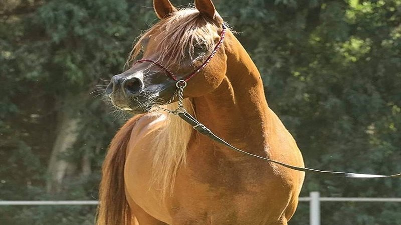محطة الزهراء للخيول