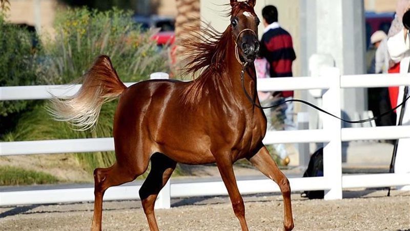 محطة الزهراء للخيول