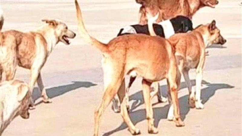 الكلاب الخطرة