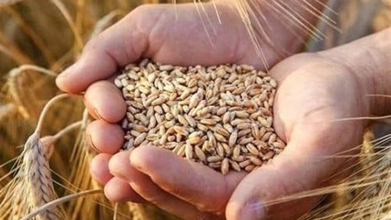 القمح المصري