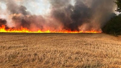 إخماد حريق هائل نشب في حقل قمح بالمنيا.. النار أكلت 20 قيراطًا