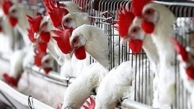 رئيس شعبة الدواجن: ما يتردد بشأن نفوق 30%  من إنتاج الدواجن غير دقيق 