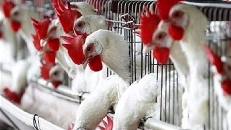 إنتاج الدواجن