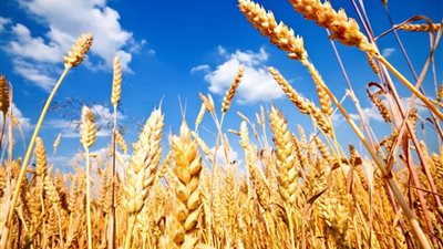 وزير الزراعة: الدولة تقدم أسعاراً للقمح المحلي تفوق الأسعار العالمية