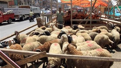 استعدادًا لعيد الأضحى.. افتتاح 21 شادرًا لبيع الخراف الحية في المحافظات