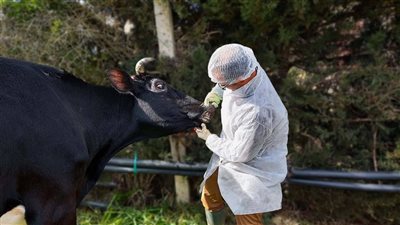 تحصين 219 ألف رأس ماشية ضد مرضي الحمى القلاعية والوادي المتصدع بالدقهلية