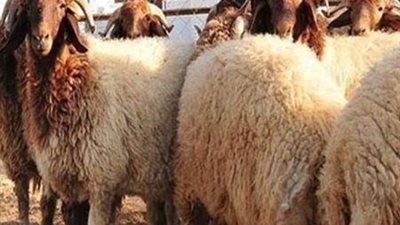 بروتوكول بين وزارتي 