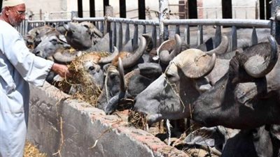 رقم تاريخي جديد.. المشروع القومي للبتلو يؤمن احتياجات مصر من اللحوم الحمراء