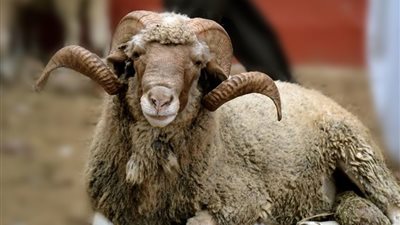 قرار عاجل من محافظ الجيزة بشأن نقل جلود الأضاحي في عيد الأضحى