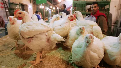 الزراعة: استثمارات قطاع الدواجن تجاوزت 200 مليار جنيه