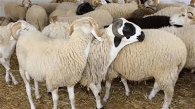 عيد الأضحى 2025.. هل يجوز ذبح الأضحية في أقل من السن الشرعي لها؟ الإفتاء تجيب