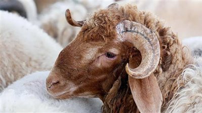 عيد الأضحى 2025.. آداب شرعية في عشر ذي الحجة لمن يعتزم الأضحية