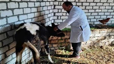 الزراعة تحصّن 6.8 مليون رأس ماشية ضد الحمى القلاعية