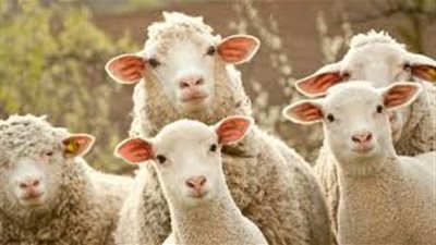 ما أفضل وقت لذبح الأضحية في عيد الأضحى؟.. دار الإفتاء تُجيب