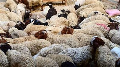 ما حكم التضحية بماشية طرأ عليها عيب قبل الذبح؟.. الإفتاء تُجيب