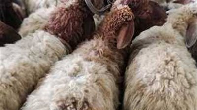 هل يجوز الادخار من لحم الأُضحية؟ دار الإفتاء تجيب 