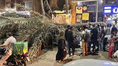 تسببت في شلل مروري.. سقوط نخلة على عدد من السيارات في شارع اللبيني بفيصل