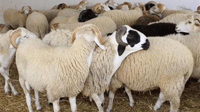 مصر ترسل 220 طبيبًا بيطريًا إلى السعودية للإشراف على ذبح الأضاحي