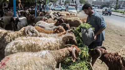 أسعار الأضاحي في متناول الجميع.. نقيب الفلاحين يزف بشرى سارة