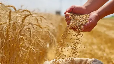 وزير الزراعة : مصر في طريقها لتحقيق الاكتفاء الذاتي من القمح 