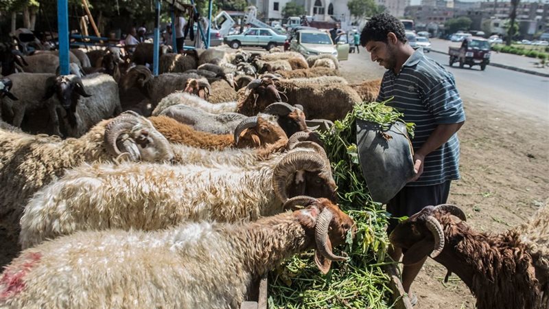أضاحي العيد