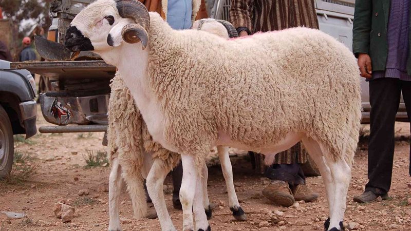شروط الأضحية الشرعية
